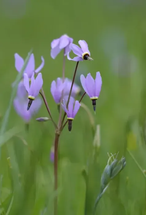 Framed Print : North America, Canada, British Columbia, Vancouver Island. Shooting Star (Dodecatheon pulchellum) Framed Print : North America, Canada, British Columbia, Vancouver Island. Shooting Star (Dodecatheon pulchellum)