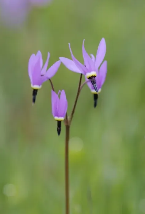 Framed Print : North America, Canada, British Columbia, Vancouver Island. Shooting Star (Dodecatheon pulchellum)