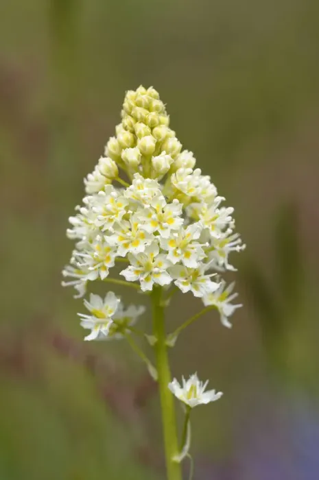 Framed Print : North America, Canada, British Columbia, Vancouver Island. Death Camas or Meadow Death camas