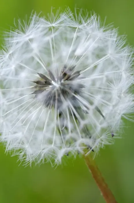 Framed Print : North America, Canada, British Columbia, Vancouver Island. Dandelion