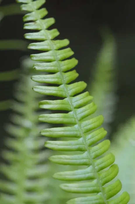 Framed Print : North America, Canada, British Columbia. Western sword fern (Polystichum munitum) Framed Print : North America, Canada, British Columbia. Western sword fern (Polystichum munitum)