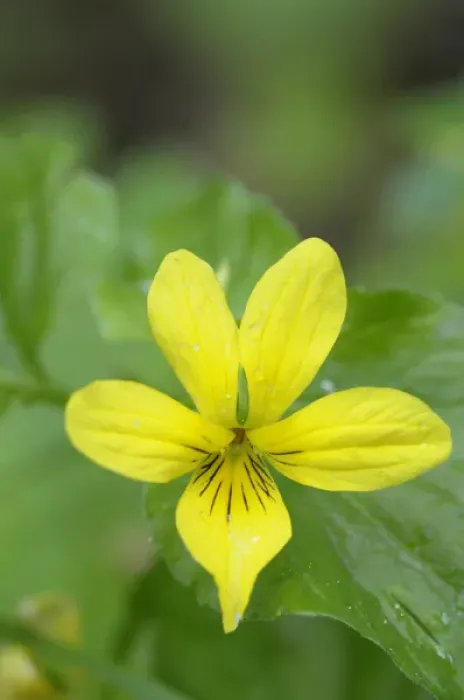 Framed Print : North America, Canada, British Columbia, Vancouver Island. Stream Violet (Viola glabella) Framed Print : North America, Canada, British Columbia, Vancouver Island. Stream Violet (Viola glabella)