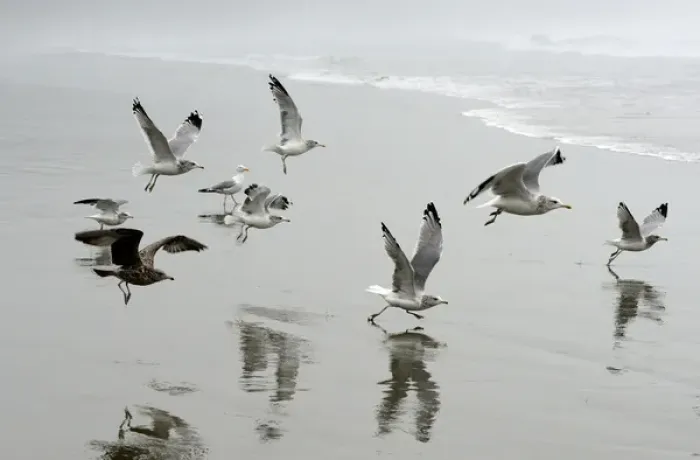 Framed Print : North America, Canada, British Columbia, Vancouver Island. Gulls flying on Florencia Beach Framed Print : North America, Canada, British Columbia, Vancouver Island. Gulls flying on Florencia Beach
