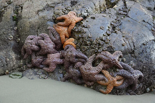 North America, Canada, British Columbia, Vancouver Island. Sea stars on the rocks at Tonquin Beach