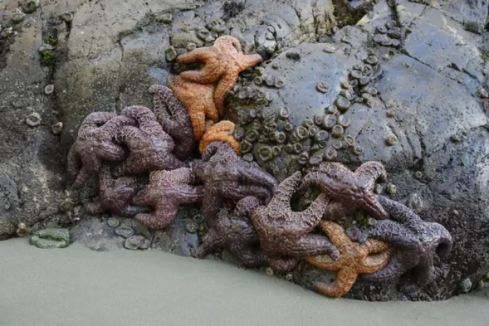 Framed Print : North America, Canada, British Columbia, Vancouver Island. Sea stars on the rocks at Tonquin Beach Framed Print : North America, Canada, British Columbia, Vancouver Island. Sea stars on the rocks at Tonquin Beach