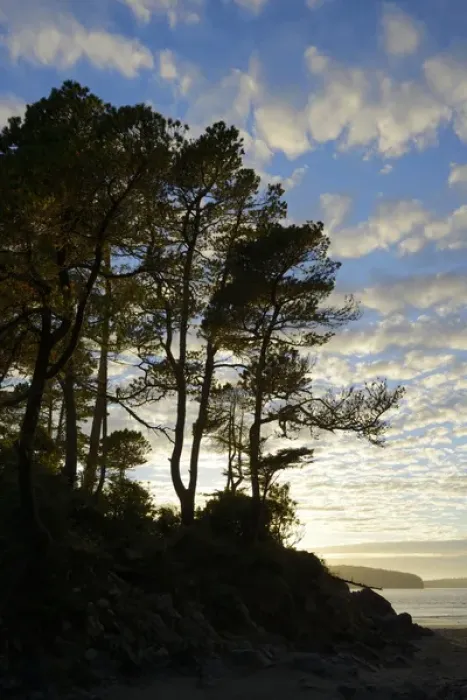 Framed Print : North America, Canada, British Columbia, Vancouver Island. Gnarled trees at sunset