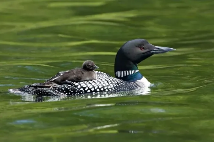 Framed Print : North America, Canada, British Columbia, Lac Le Jeune. Common Loon (Gavia immer) Framed Print : North America, Canada, British Columbia, Lac Le Jeune. Common Loon (Gavia immer)