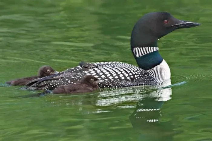 Framed Print : North America, Canada, British Columbia, Lac Le Jeune. Common Loon (Gavia immer)