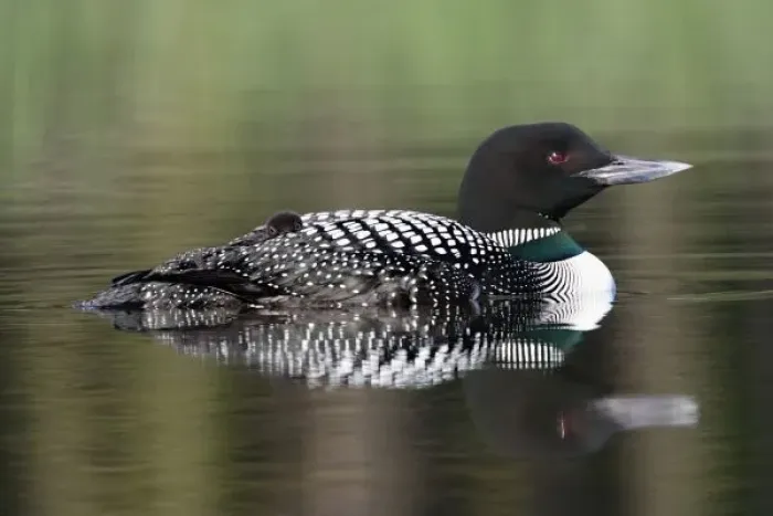 Framed Print : North America, Canada, British Columbia, Lac Le Jeune. Common Loon (Gavia immer) Framed Print : North America, Canada, British Columbia, Lac Le Jeune. Common Loon (Gavia immer)