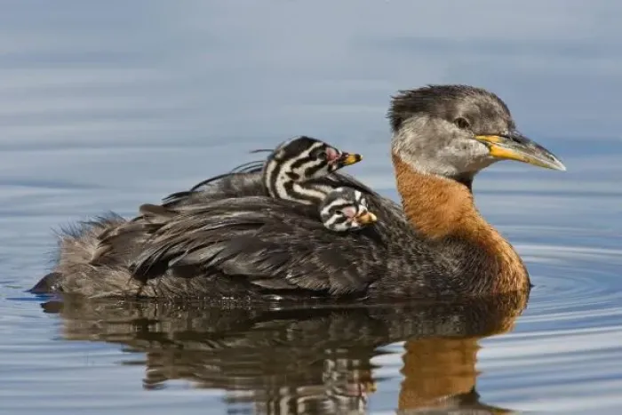 Framed Print : North America, Canada, British Columbia, Logan Lake. Red-necked Grebe (Podiceps grisegena)