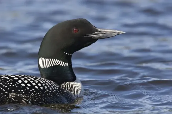 Framed Print : North America, Canada, British Columbia. Portrait of a Common Loon (Gavia immer)