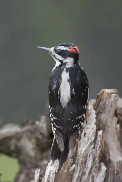 Framed Print : North America, Canada, British Columbia. Young male Downy Woodpecker (Picoides pubscens)