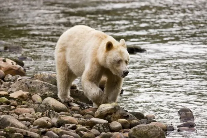 Framed Print : North America, Canada, British Columbia, Princess Royal Island. Kermode (Spirit) Bear