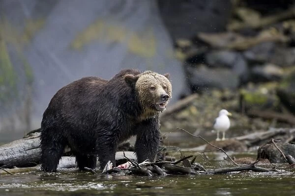 North America, Canada, British Columbia. Grizzly bear eating salmon