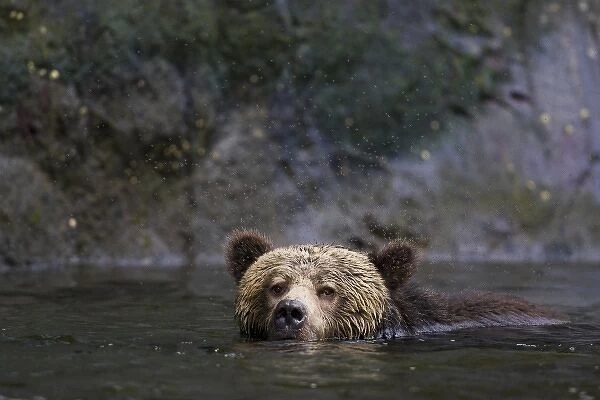 North America, Canada, British Columbia. Grizzly bear swimming