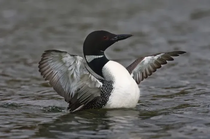 Framed Print : North America, Canada, British Columbia near Kamloops, Common Loon (Gavia immer) Framed Print : North America, Canada, British Columbia near Kamloops, Common Loon (Gavia immer)