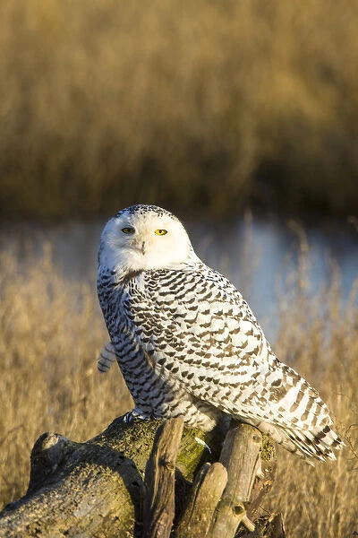 North America; Canada; British Columbia; Snowy Owl Waiting to Hunt