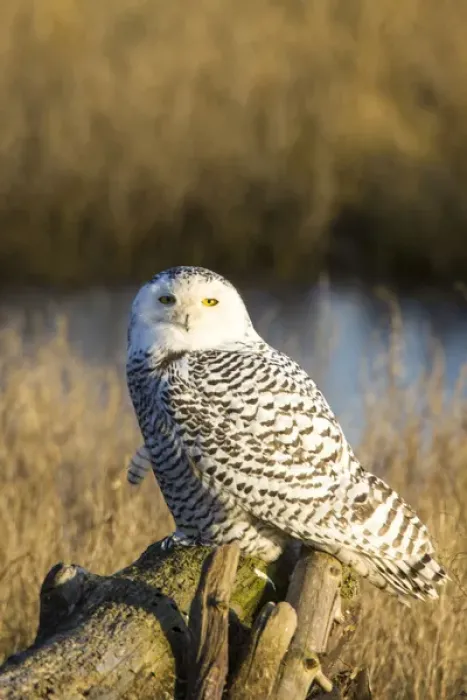 Framed Print : North America; Canada; British Columbia; Snowy Owl Waiting to Hunt Framed Print : North America; Canada; British Columbia; Snowy Owl Waiting to Hunt