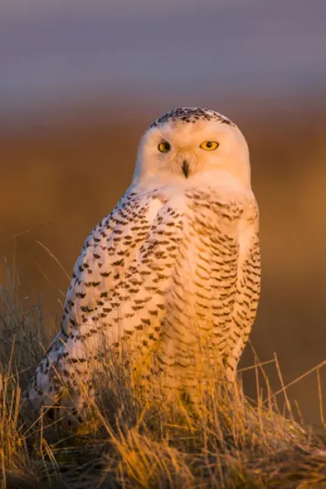Framed Print : North America; Canada; British Columbia; Snowy Owl Waiting for Prey Framed Print : North America; Canada; British Columbia; Snowy Owl Waiting for Prey