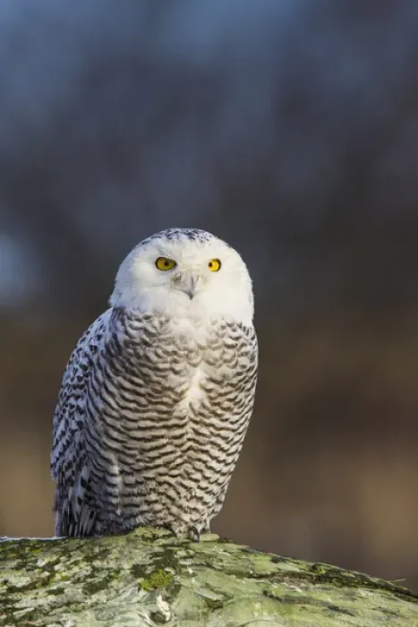 Framed Print : North America; Canada; British Columbia; Snowy Owl Waiting for Prey Framed Print : North America; Canada; British Columbia; Snowy Owl Waiting for Prey