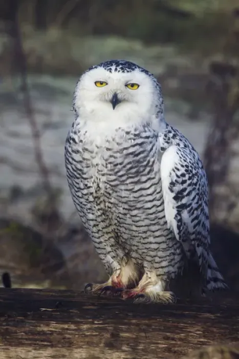 Framed Print : North America; Canada; British Columbia; Snowy Owl Waiting for Prey