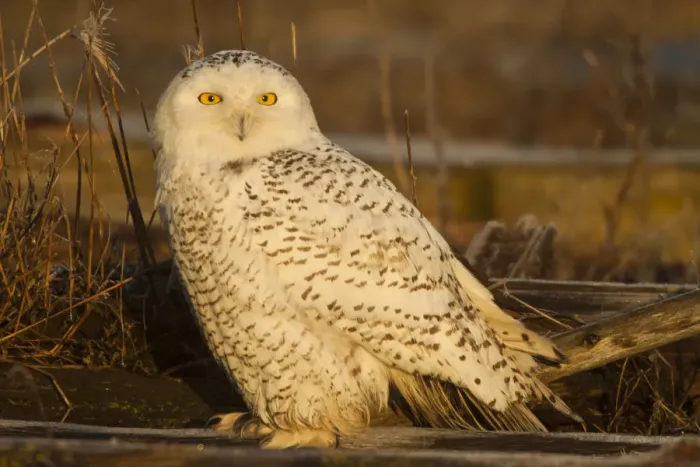 Framed Print : North America; Canada; British Columbia; Snowy Owl Waiting for Prey Framed Print : North America; Canada; British Columbia; Snowy Owl Waiting for Prey