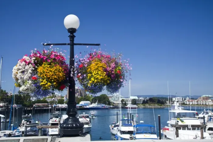 Framed Print : North America; Canada; British Columbia; Victoria; Boat Harbor and Summer Flower Baskets Framed Print : North America; Canada; British Columbia; Victoria; Boat Harbor and Summer Flower Baskets
