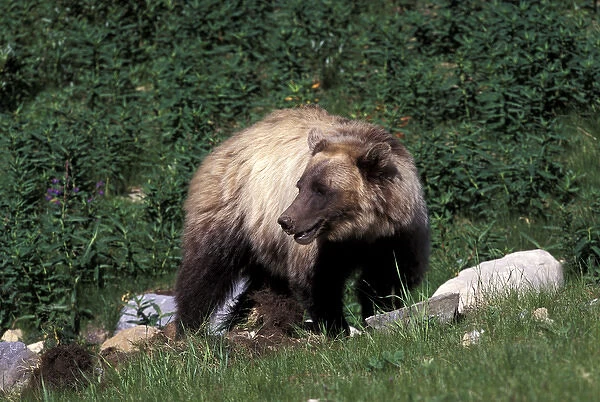 North America, Canada. Grizzly Bear (Ursus arctos)