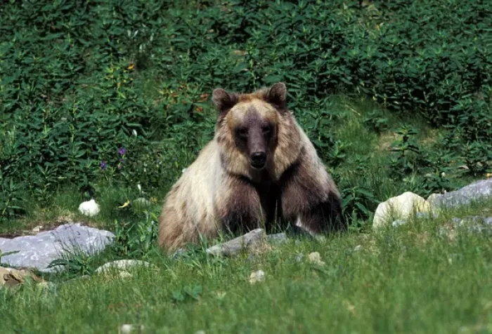 Framed Print : North America, Canada. Grizzly Bear (Ursus arctos) Framed Print : North America, Canada. Grizzly Bear (Ursus arctos)