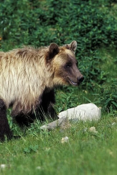 North America, Canada. Grizzly Bear (Ursus arctos)