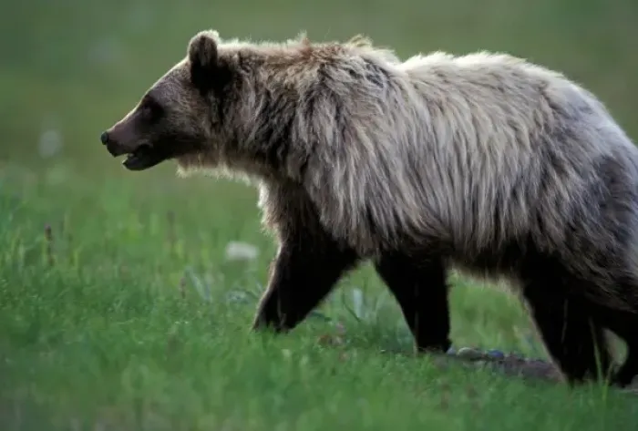 Framed Print : North America, Canada. Grizzly Bear (Ursus arctos) Framed Print : North America, Canada. Grizzly Bear (Ursus arctos)