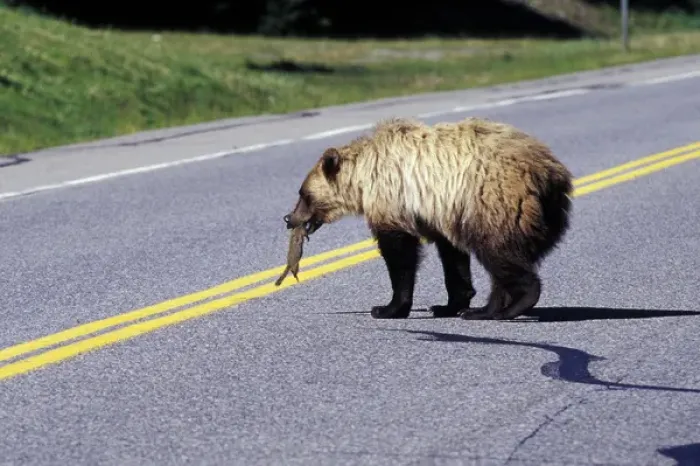 Framed Print : North America, Canada. Grizzly Bear (Ursus arctos) on roadway Framed Print : North America, Canada. Grizzly Bear (Ursus arctos) on roadway