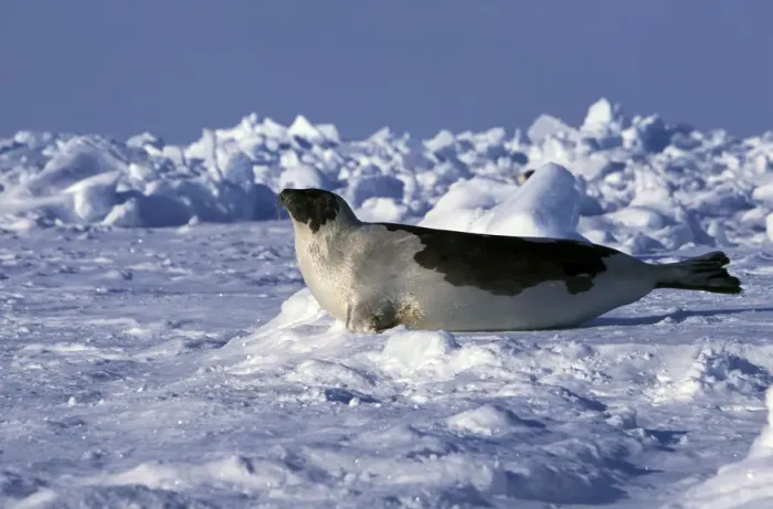 Framed Print : North America, Canada, Gulf of St. Lawrence. Harp Seal (phoca groenlandica) Framed Print : North America, Canada, Gulf of St. Lawrence. Harp Seal (phoca groenlandica)