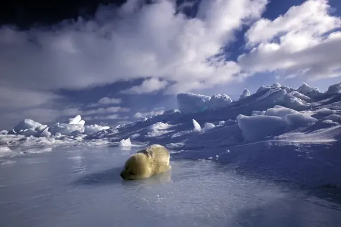 Framed Print : North America, Canada, Gulf of St. Lawrence. Harp Seal (phoca groenlandica) pup Framed Print : North America, Canada, Gulf of St. Lawrence. Harp Seal (phoca groenlandica) pup