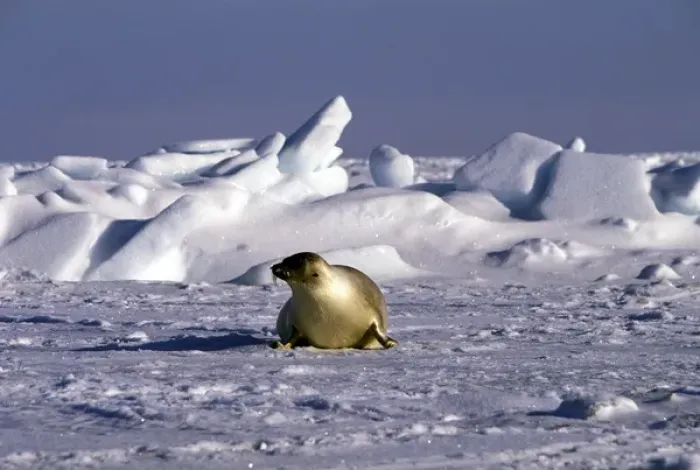 Framed Print : North America, Canada, Gulf of St. Lawrence. Harp Seal (phoca groenlandica) Framed Print : North America, Canada, Gulf of St. Lawrence. Harp Seal (phoca groenlandica)