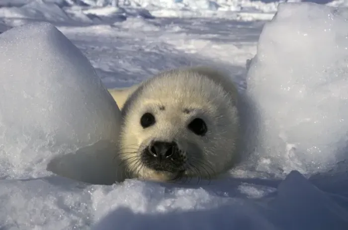 Framed Print : North America, Canada, Gulf of St. Lawrence. Harp Seal (phoca groenlandica) Framed Print : North America, Canada, Gulf of St. Lawrence. Harp Seal (phoca groenlandica)