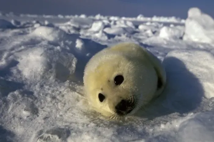 Framed Print : North America, Canada, Gulf of St. Lawrence. Harp Seal (phoca groenlandica) Framed Print : North America, Canada, Gulf of St. Lawrence. Harp Seal (phoca groenlandica)