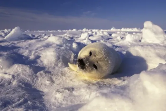 Framed Print : North America, Canada, Gulf of St. Lawrence. Harp Seal (phoca groenlandica) pup Framed Print : North America, Canada, Gulf of St. Lawrence. Harp Seal (phoca groenlandica) pup