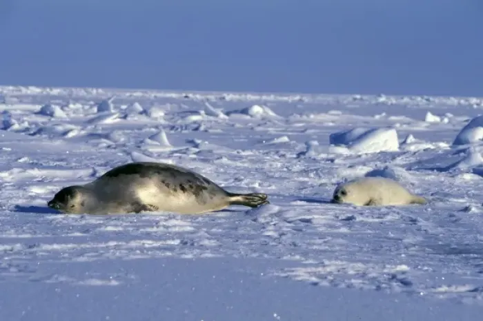 Framed Print : North America, Canada, Gulf of St. Lawrence. Harp Seals (phoca groenlandica) Framed Print : North America, Canada, Gulf of St. Lawrence. Harp Seals (phoca groenlandica)