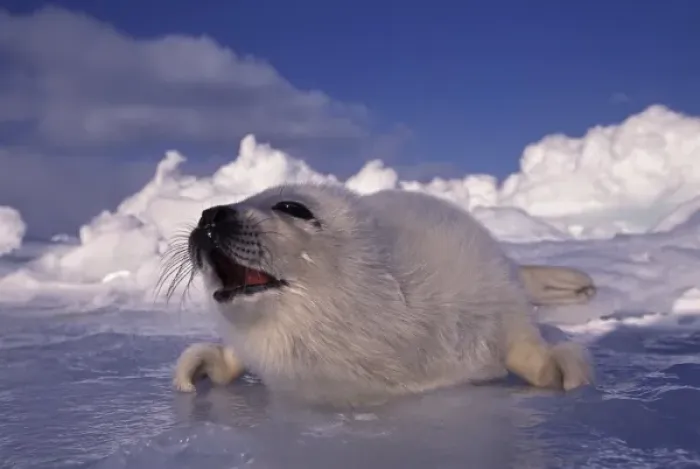 Framed Print : North America, Canada, Gulf of St. Lawrence. Harp Seal (phoca groenlandica) pup Framed Print : North America, Canada, Gulf of St. Lawrence. Harp Seal (phoca groenlandica) pup