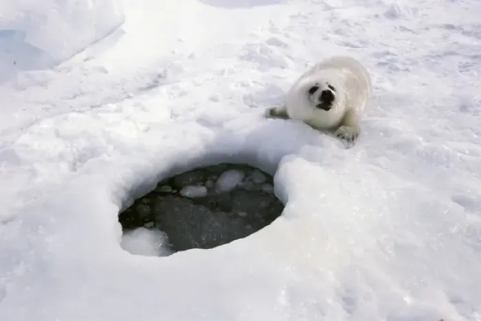 Framed Print : North America, Canada, Gulf of St. Lawrence. Harp Seal (phoca groenlandica) pup Framed Print : North America, Canada, Gulf of St. Lawrence. Harp Seal (phoca groenlandica) pup