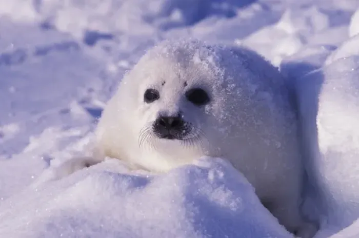 Framed Print : North America, Canada, Gulf of St. Lawrence. Harp Seal (phoca groenlandica) pup Framed Print : North America, Canada, Gulf of St. Lawrence. Harp Seal (phoca groenlandica) pup