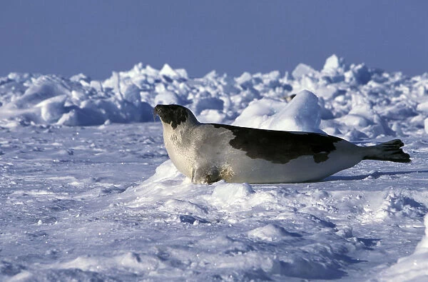 North America, Canada, Gulf of St. Lawrence. Harp Seal (phoca groenlandica)