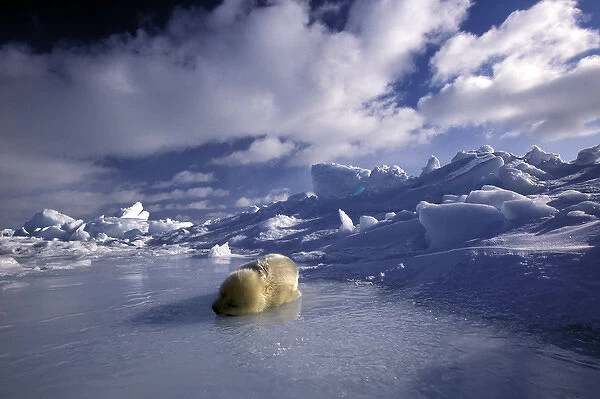 North America, Canada, Gulf of St. Lawrence. Harp Seal (phoca groenlandica) pup