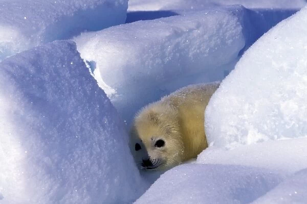 North America, Canada, Gulf of St. Lawrence. Harp Seal (phoca groenlandica) pup
