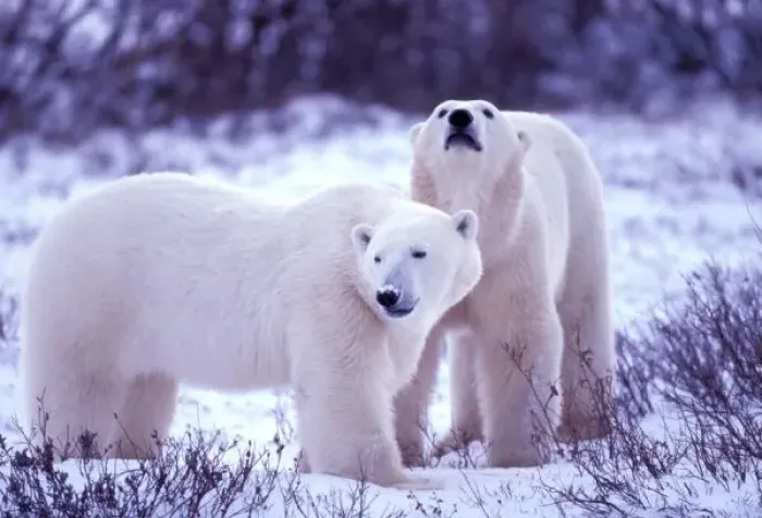Framed Print : North America, Canada, Manitoba, Churchill. Polar Bears (Ursus mritimus) Framed Print : North America, Canada, Manitoba, Churchill. Polar Bears (Ursus mritimus)