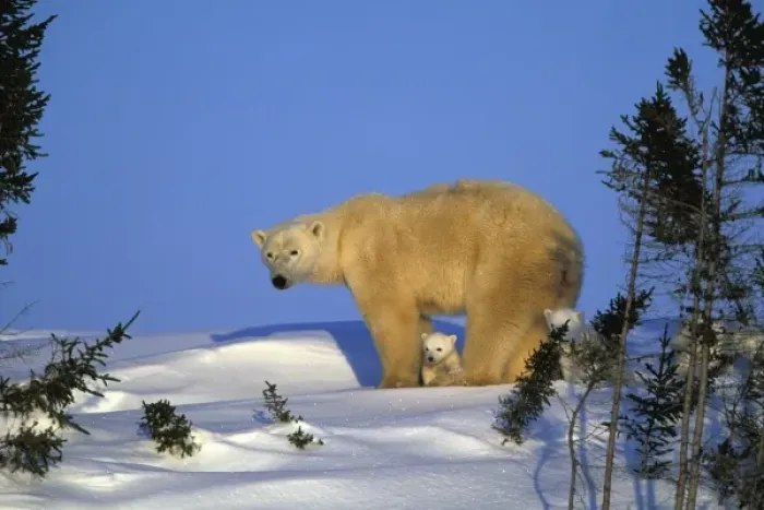 Framed Print : North America, Canada, Manitoba, Churchill. Polar Bear (Ursus maritimus) and cubs Framed Print : North America, Canada, Manitoba, Churchill. Polar Bear (Ursus maritimus) and cubs