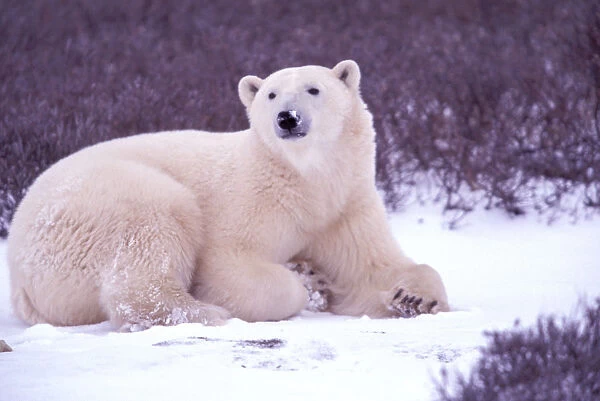 North America, Canada, Manitoba, Churchill. Polar bears (Ursus maritimus)