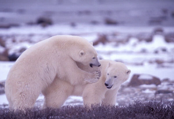 North America, Canada, Manitoba, Churchill. Polar bears (Ursus maritimus)