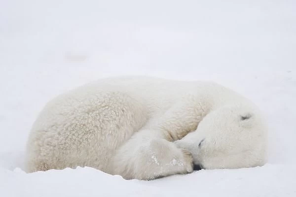 North America, Canada, Manitoba, Churchill. Polar Bear sleeping